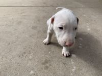 Bull and Terrier Puppies for sale in San Diego, CA, USA. price: NA