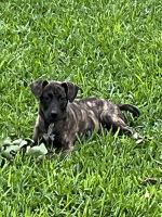 Bull and Terrier Puppies for sale in Arlington, TX, USA. price: NA
