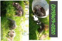 Bull and Terrier Puppies for sale in Turlock, CA, USA. price: NA