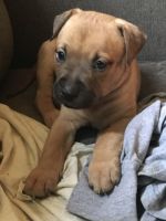 Bull and Terrier Puppies for sale in 8350 Molina St, Navarre, FL 32566, USA. price: NA