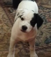 Bull and Terrier Puppies for sale in Hiawassee, GA 30546, USA. price: NA