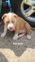 Bull and Terrier Puppies for sale in Grandview Heights, OH, USA. price: NA