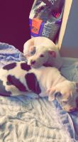 Bull and Terrier Puppies for sale in Denver, CO 80033, USA. price: NA