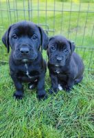 Bull and Terrier Puppies for sale in Wasilla, AK 99654, USA. price: NA