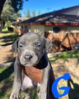 Bull and Terrier Puppies for sale in 1002 Tribune St, Redlands, CA 92374, USA. price: NA