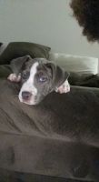 Bull and Terrier Puppies for sale in Roswell, GA, USA. price: NA