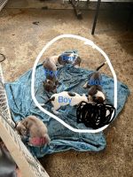 Bull and Terrier Puppies for sale in Hinesville, GA 31313, USA. price: NA