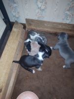 Bull and Terrier Puppies for sale in Jonesboro, GA 30236, USA. price: NA