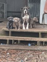 Bull and Terrier Puppies for sale in AL-176, Alabama, USA. price: NA