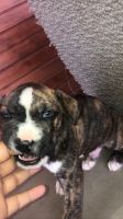 Bull and Terrier Puppies for sale in Dallas, TX, USA. price: NA
