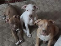 Bull and Terrier Puppies for sale in Saginaw, MI, USA. price: NA