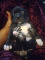 Bull and Terrier Puppies for sale in Rochester, NY, USA. price: $800