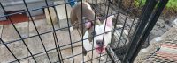 Bull and Terrier Puppies for sale in Riverview, FL, USA. price: $200