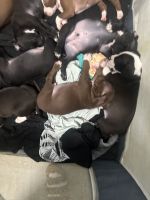 Bull and Terrier Puppies for sale in Washington, DC, USA. price: $600