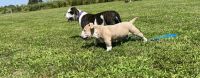 Bull and Terrier Puppies for sale in Deale, MD, USA. price: $5,000