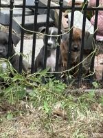 Bull and Terrier Puppies for sale in Vaucluse, SC 29801, USA. price: $150