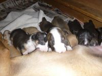 Bull and Terrier Puppies for sale in Linden, MI 48451, USA. price: $2,500