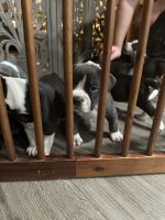 Bull and Terrier Puppies for sale in Yakima, WA 98902, USA. price: $500,700