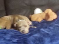 Bull and Terrier Puppies for sale in Monterey, California. price: NA