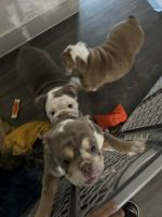Bull and Terrier Puppies for sale in Garland, Texas. price: $1,500