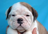 Bull and Terrier Puppies for sale in Evansville, IN, USA. price: NA