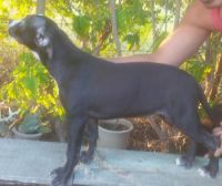 Bull and Terrier Puppies for sale in Nashik, Maharashtra, India. price: 15000 INR