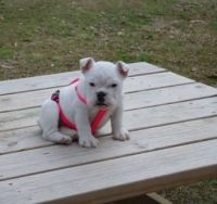 Bull and Terrier Puppies for sale in Louisville, KY, USA. price: NA