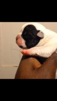 Bull and Terrier Puppies for sale in Fresno, CA, USA. price: NA