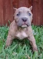Bull and Terrier Puppies for sale in Orlando, FL, USA. price: NA