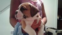 Bull and Terrier Puppies for sale in Wilmington, DE, USA. price: NA