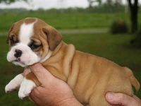 Bull and Terrier Puppies for sale in Doddridge, Sulphur Township, AR 71826, USA. price: NA