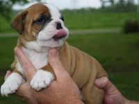 Bull and Terrier Puppies for sale in Anchorage, AK, USA. price: NA