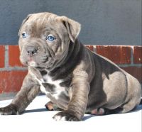 Bull and Terrier Puppies for sale in Rialto, CA, USA. price: NA