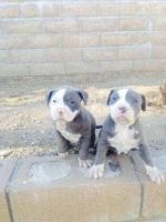 Bull and Terrier Puppies for sale in Adamstown, PA, USA. price: NA