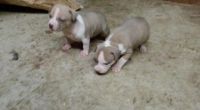 Bull and Terrier Puppies for sale in Fort Worth, TX, USA. price: NA