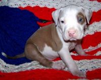 Bull and Terrier Puppies for sale in Bakersfield, CA, USA. price: NA