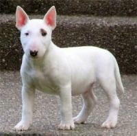Bull and Terrier Puppies for sale in Dallas, TX, USA. price: NA