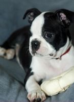 Bull and Terrier Puppies for sale in Boulder, CO, USA. price: NA