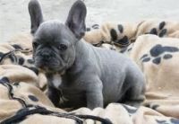 Bull and Terrier Puppies for sale in Pueblo, CO, USA. price: NA