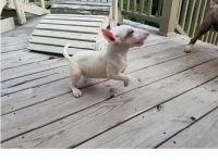 Bull and Terrier Puppies for sale in Manteca, CA, USA. price: NA