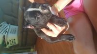 Bull and Terrier Puppies for sale in Kimball, MI 48074, USA. price: NA