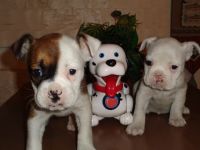 Bull and Terrier Puppies for sale in Sevierville, TN, USA. price: NA