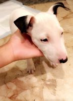 Bull and Terrier Puppies for sale in Stockton, CA 95212, USA. price: NA