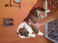 Bull and Terrier Puppies for sale in Costa Mesa, CA, USA. price: NA