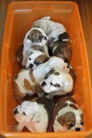 Bull and Terrier Puppies for sale in Columbus, OH, USA. price: NA