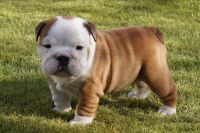 Bull and Terrier Puppies for sale in Houston, TX 77001, USA. price: NA