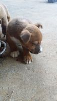 Bull and Terrier Puppies for sale in 78254 W Loop 1604 N, San Antonio, TX 78254, USA. price: NA