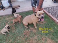 Bull and Terrier Puppies for sale in Florida Ave NW, Washington, DC, USA. price: NA