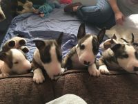 Bull and Terrier Puppies for sale in New York, NY, USA. price: NA