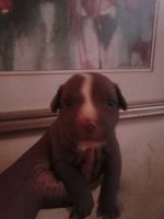 Bull and Terrier Puppies for sale in Dayton, OH 45406, USA. price: NA